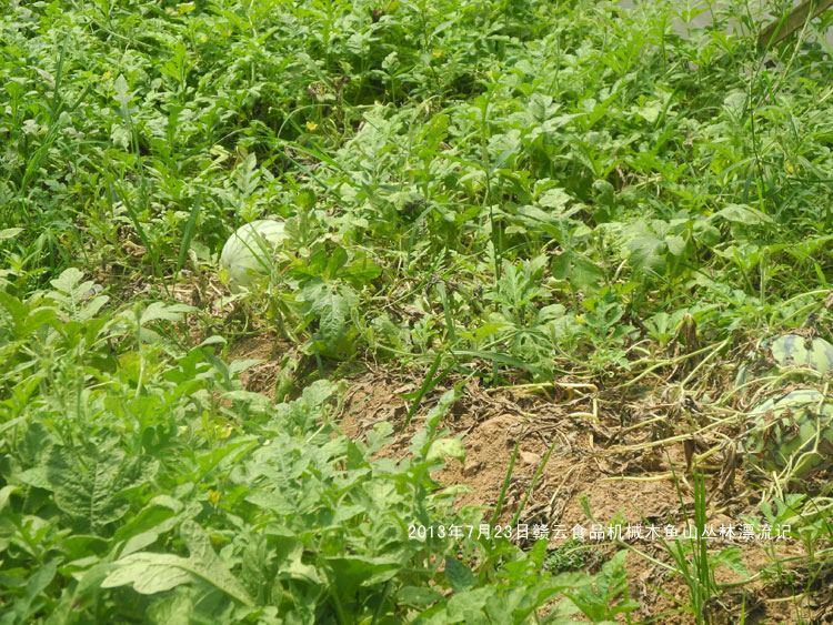 西瓜種植基地