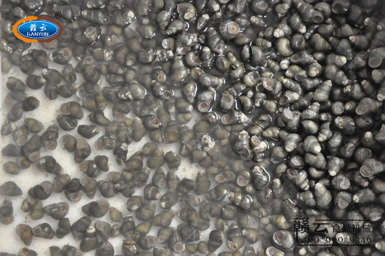 客戶郵寄的田螺樣品